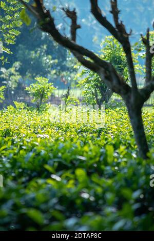 Früh morgens Nebel in einem ländlichen Dorf Konzept, Schönheit der Mutter Natur, frühe Sonnenlicht trifft Teeblätter und leuchtet. Stockfoto