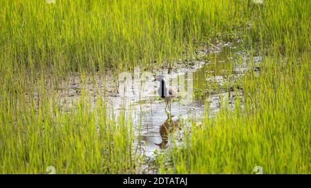 Rotwattler Kiebitz in einem Reisfeld auf der Suche nach Insekten und Würmern am Abend, Reflexion in der Wasserpfütze, Stockfoto