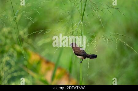 Isolierte weiß-rumped Munia Vogel isst Samen im Gras. Diese kleinen niedlichen Vögel sind häufig in Reisfeldern in Sri Lanka Stockfoto