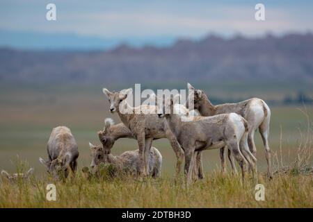 Gruppe von Big Horn Kids versammelten sich in den Badlands von South Dakota Stockfoto