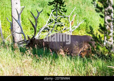 Elche (Cervus elaphus) füttern im Yellowstone National Park in Wyoming, horizontal Stockfoto