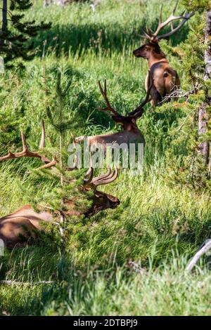 Drei Bullenelche (Cervus elaphus) ruhen Ende August in Wyoming, vertikal Stockfoto