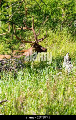 Nahaufnahme eines Bullenelks (Cervus elaphus), der Ende August in Wyoming ruhte, vertikal Stockfoto