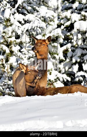 Ein vertikales Bild von zwei weiblichen Elchen 'Cervus elaphus', die auf einem Bergrücken im warmen Sonnenlicht nach einem frischen Schneefall im ländlichen Alberta Kanada ruhen. Stockfoto