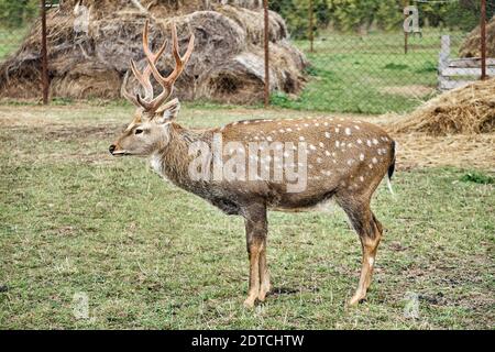 Auf einer Rentierfarm haben wir einen Hirschbock gedappelt. Profilansicht. Cervus nippon Stockfoto