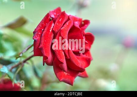 Roter Rosenbusch wächst im Garten. Nahaufnahme der schönen roten Rosenblüte Stockfoto