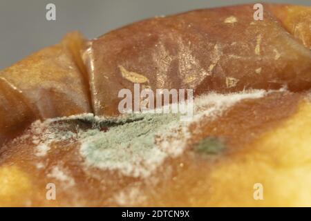 Schimmel auf Gemüse und Obst. Gefährlicher Schimmel auf Gemüse. Ungeeignete Lagerung von Gemüse Stockfoto