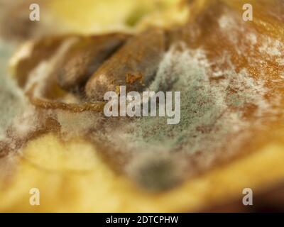 Schimmel und Pilz auf einem halben Apfel. Schimmel und Pilz auf Früchten. Ungeeignete Obstlagerung Stockfoto