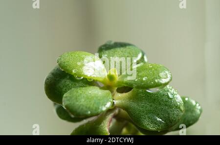 Junger Sprout der Crassula-Blume, Geldbaum. Makro Stockfoto