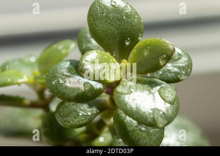 Junger Sprout der Crassula-Blume, Geldbaum. Makro Stockfoto