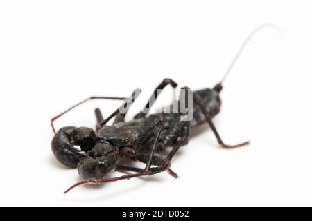 Nahaufnahme von Whip scorpion oder vinegarroon (Mastigoproctus giganteus) auf weißem Hintergrund Stockfoto