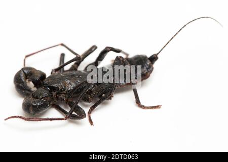 Nahaufnahme von Whip scorpion oder vinegarroon (Mastigoproctus giganteus) auf weißem Hintergrund Stockfoto