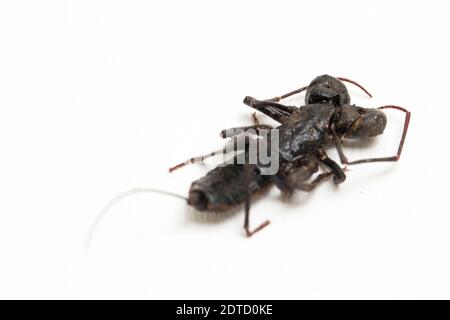 Nahaufnahme von Whip scorpion oder vinegarroon (Mastigoproctus giganteus) auf weißem Hintergrund Stockfoto