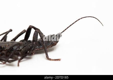 Nahaufnahme von Whip scorpion oder vinegarroon (Mastigoproctus giganteus) auf weißem Hintergrund Stockfoto