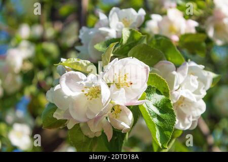Apfelbaum blüht in weißen Blüten. Ein Zweig von Apfelbäumen in Blüte. Rahmen für Hintergrund und Text. Stockfoto