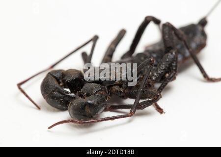 Nahaufnahme von Whip scorpion oder vinegarroon (Mastigoproctus giganteus) auf weißem Hintergrund Stockfoto