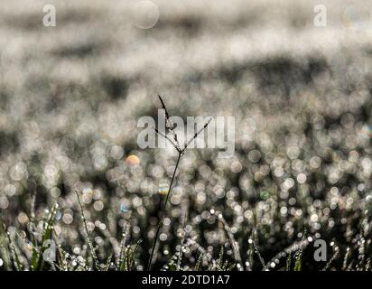 MORGENTAU AUF GRAS, LAWRENCEVILLE, GA, USA Stockfoto