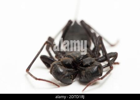 Nahaufnahme von Whip scorpion oder vinegarroon (Mastigoproctus giganteus) auf weißem Hintergrund Stockfoto