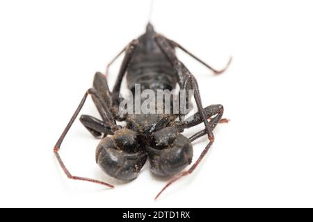 Nahaufnahme von Whip scorpion oder vinegarroon (Mastigoproctus giganteus) auf weißem Hintergrund Stockfoto