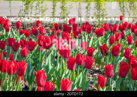 Schöne rote Tulpen sind in einer Reihe gepflanzt. Tulpen im Blumenbeet Stockfoto