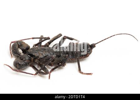 Nahaufnahme von Whip scorpion oder vinegarroon (Mastigoproctus giganteus) auf weißem Hintergrund Stockfoto