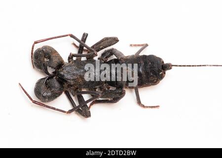 Nahaufnahme von Whip scorpion oder vinegarroon (Mastigoproctus giganteus) auf weißem Hintergrund Stockfoto