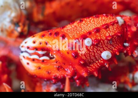 Kamtschatka Krabbe, gefrorene rote Königskrabbe, Alaskan Königskrabbe Nahaufnahme, lebendige Makro-Bild in lokalen Fischgeschäft Stockfoto