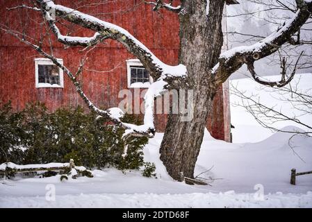 Neuschnee fällt auf eine rote Scheune und winterliche Farmszene in Craftsbury, VT, New England, USA. Stockfoto