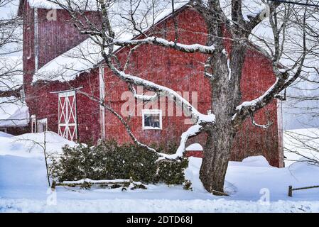 Neuschnee fällt auf eine rote Scheune und winterliche Farmszene in Craftsbury, VT, New England, USA. Stockfoto