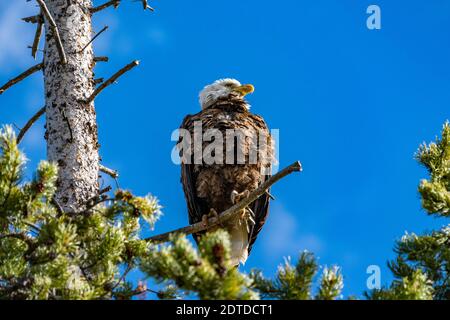 USA, Idaho, Stanley, Weißadler, die in einem Baum über dem Redfish Lake stehen Stockfoto