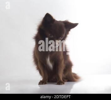 Cute dunkelbraun chihuahua Hund sitzt auf weißem Hintergrund Stockfoto