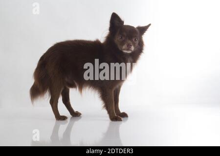 Cute dunkelbraun chihuahua Hund auf weißem Hintergrund stehen Stockfoto