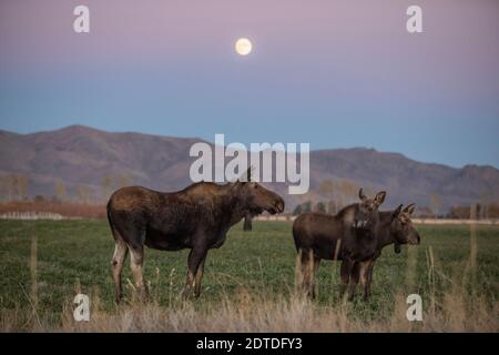 USA, Idaho, Bellevue, Kuhelche (Alces alces) mit zwei Kälbern, die unter Vollmond im Gras stehen Stockfoto