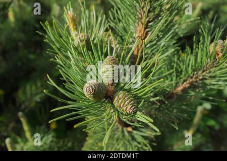 Junge Triebe und Tannenzapfen. Kleine Tannenzapfen und neue Fichtenzweige Stockfoto