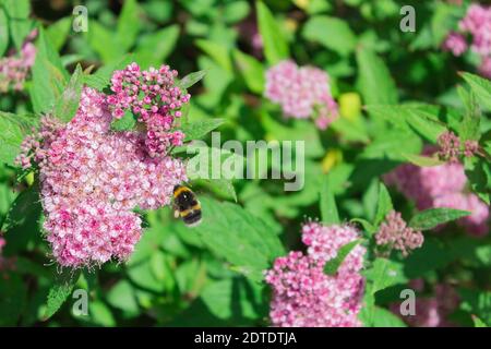 Eine Hummel bestäubt Blumen und sammelt Nektar. Hummel schwebt in der Luft über einer Blume Stockfoto