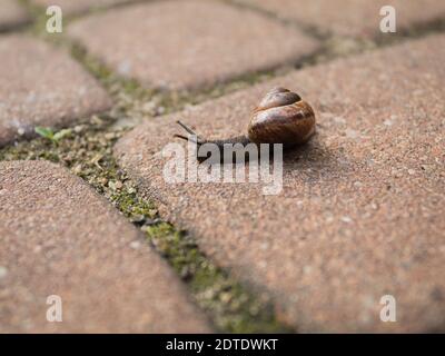 Nahaufnahme einer Schnecke. Eine Schnecke kriecht auf dem Bürgersteig. Große Schnecke Obstruktion in Form einer Aussparung Stockfoto