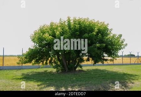 Ein einsamer Baum, der auf dem Hintergrund eines Stachelkammes wächst Drahtzaun Stockfoto