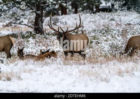 Eine Elchherde im Moraine Park, Rocky Mountain National Park, während eines frühen Schneesturms. Stockfoto