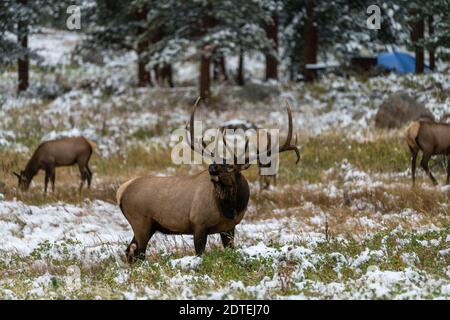 Eine Elchherde im Moraine Park, Rocky Mountain National Park Stockfoto