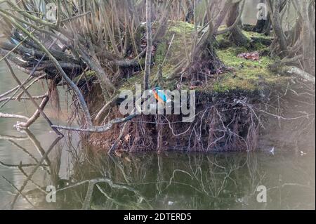 Hamburg, Deutschland. Dezember 2020. Ein Eisvogel (Alcedo atthis) sitzt auf einem Ast an einem See und hat einen gerade gefangenen Fisch im Schnabel. Quelle: Jonas Walzberg/dpa/Alamy Live News Stockfoto