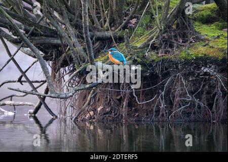 Hamburg, Deutschland. Dezember 2020. Ein Eisvogel (Alcedo atthis) sitzt auf einem Ast an einem See. Quelle: Jonas Walzberg/dpa/Alamy Live News Stockfoto