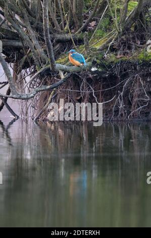 Hamburg, Deutschland. Dezember 2020. Ein Eisvogel (Alcedo atthis) sitzt auf einem Ast an einem See. Quelle: Jonas Walzberg/dpa/Alamy Live News Stockfoto