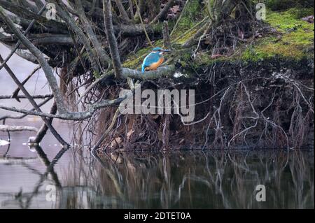 Hamburg, Deutschland. Dezember 2020. Ein Eisvogel (Alcedo atthis) sitzt auf einem Ast an einem See. Quelle: Jonas Walzberg/dpa/Alamy Live News Stockfoto