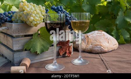 Trauben von roten und weißen Trauben und rot und weiß Wein in Gläsern mit braunem Hintergrund zwischen den Reben Stockfoto