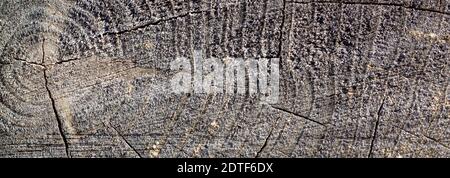 Natürlicher Holzhintergrund. Detaillierte grafische Ressource, frisch geschnittene Kiefernholz-Textur. Panoramabild im Grunge-Stil Stockfoto