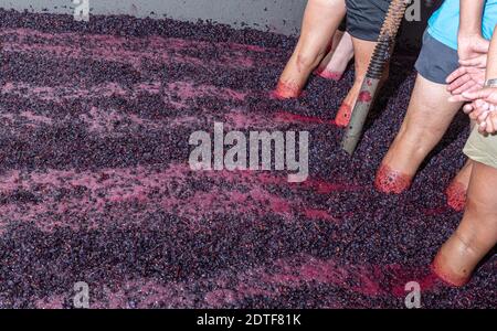 Bauern, die auf Trauben gehen, Weinalterungsprozess Stockfoto