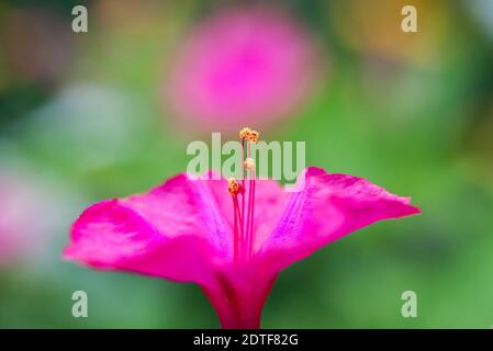 Blumenbeet mit violett Petunie, bunte violett-rote petunia Blume Nahaufnahme, Petunia Blumen blühen, Petunia, Petunien blühen Blumen im Garten. Stockfoto