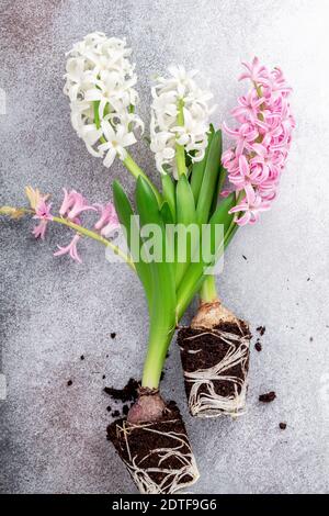 Draufsicht auf rosa und weißen Hyazinthen Blumen auf Stein Hintergrund. Konzept der Heimarbeit und Pflanzen von Blumen in Topf - Bild Stockfoto