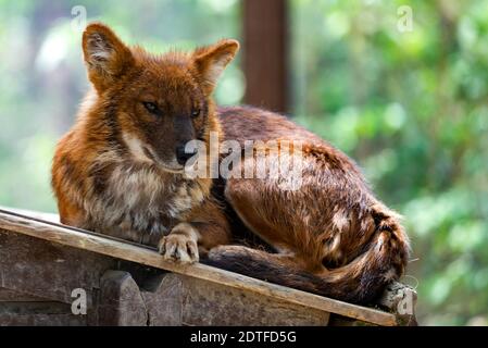 Dhole oder Cuon alpinus, andere englische Namen für Arten sind indischer Wildhund, pfeifender Hund, chennai, asiatischer Wildhund, roter Wolf, roter Hund und mounta Stockfoto