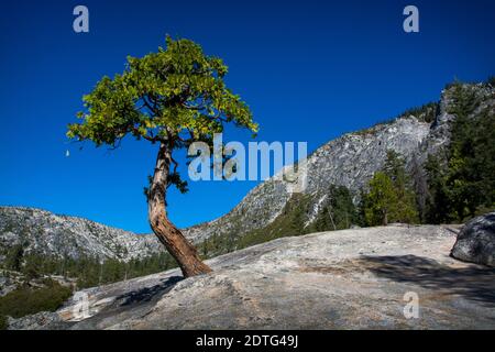 Zedernbaum sprießt aus Granit, Lake Tahoe Gegend, Kalifornien Stockfoto